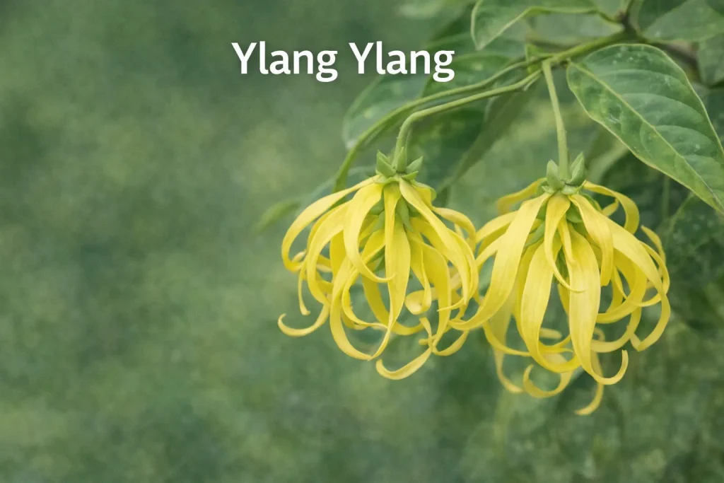 Cvjetovi Ylang Ylang u fokusu
